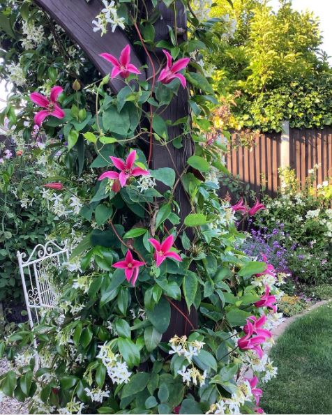 22 Enchanted Garden Ideas to Design a Fairy Tale Aesthetic 10 pink climbing flowers growing over an arch
